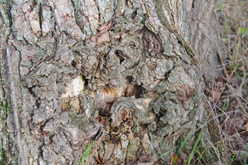 Baumrinde