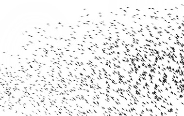 background from silhouettes a large flock of black bird starlings flies against a white sky