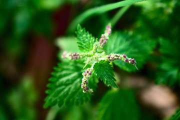 Urtica dioica leaves and flowers