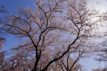 満開の桜と青空