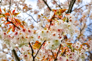 Blooming trees in Kew botanical garden in spring, London, UK