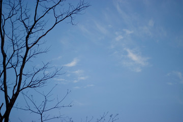 Silhouette dry tree branches against a blue sky background