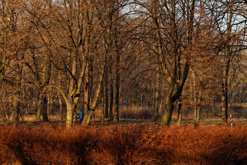 Fototapeta premium Jesień w Parku Śląskim
