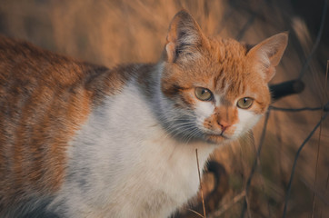  Lovely portrait of a cat in the field. Animal