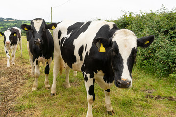 Cows with a claf in a meadow in the countryside England