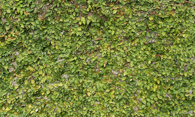 Fototapeta premium abstract background, wall / fence overgrown with green leaves