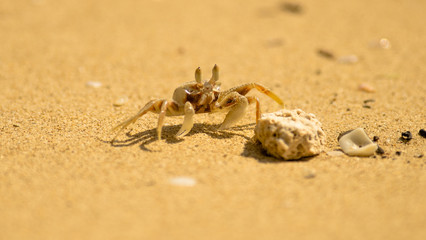 Crab on the beach in Thailand
