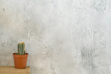 Flora and loft style. Cactus on dresser. Copy space on grey textured background.