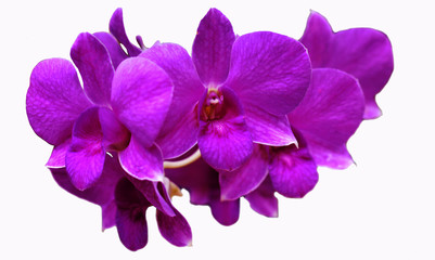 Obraz na płótnie Canvas purple orchid isolated on white background