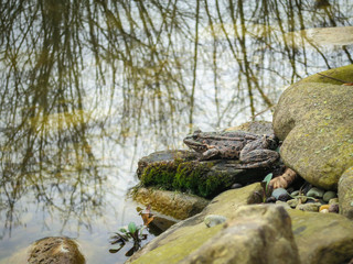 Big frog Rana ridibunda lies on a big stone with moss by the pond. Natural habitat and nature concept for design