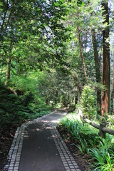 太平山の遊歩道