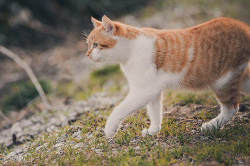  Lovely portrait of a cat in the field. Animal