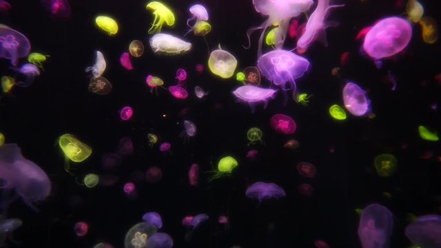 Colorful jellyfish