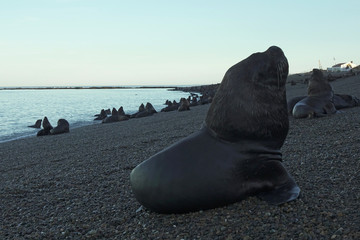 images of sea lions