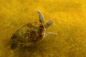 Obraz premium Sea turtle in recovery pond Waiting to return to the sea