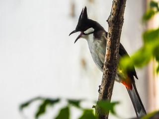 red whiskered bulbul is on the tree.