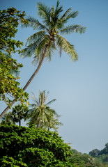 Fototapeta premium Palm trees meet the blue sky