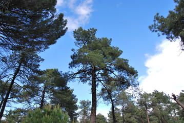 pines