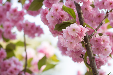 A branch of light pink sakura blossoms in spring, background