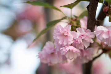 A branch of light pink sakura blossoms in spring, macro