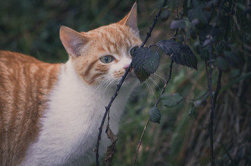  Lovely portrait of a cat in the field. Animal