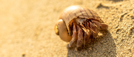 Hermit crab in the sea shell