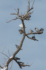 pigeons resting during winter, vertical view