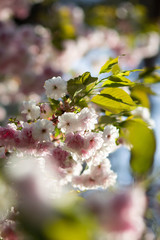 A sunlit branch of delicate blooming sakura with white and soft pink flowers and green leaves in spring, bokeh