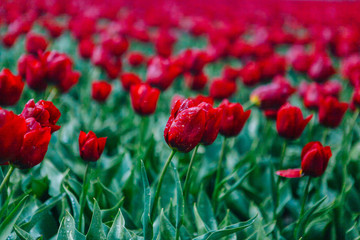 Spring blooming tulip field in Netherlands in spring after rain. Flowers tulips, the symbol of the Netherlands. Colorful tulips. Spring in Netherands
