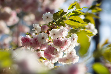 A sunlit branch of delicate blooming sakura with white and soft pink flowers and green leaves in spring, bokeh