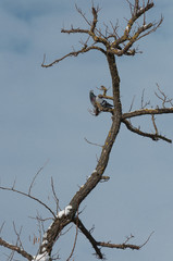 one pigeon resting on a branch looking at the camera during winter