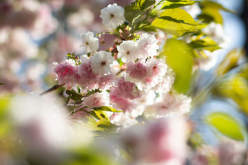 A sunlit branch of delicate blooming sakura with white and soft pink flowers and green leaves in spring, bokeh