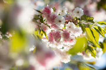 A sunlit branch of delicate blooming sakura with white and soft pink flowers and green leaves in spring, bokeh