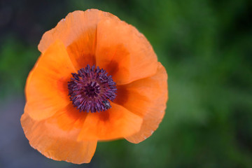 orange poppy blossom with violet pistil in front of dark green meadow