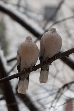 pair of Eurasian collared doves (Streptopelia decaocto) on a branch