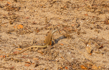 Ground lizards is looking for food in the daytime