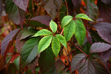 Colorful Leaves Of Virginia creeper