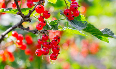 Ripe redcurrant berries on the bush on a clear, sunny day_ © Volodymyr