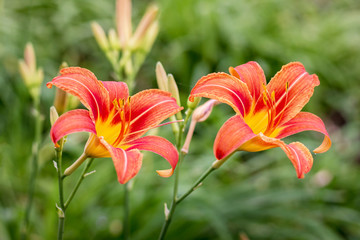 Orange lilies in the garden on a green blurry background_