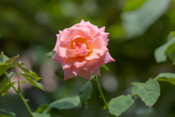 Pink rose in the garden.
