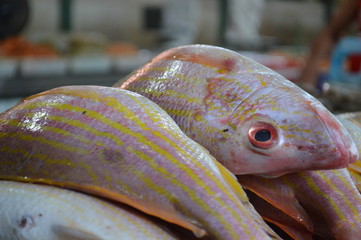 Peixes