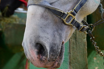 Obraz premium Closeup muzzle of white horse