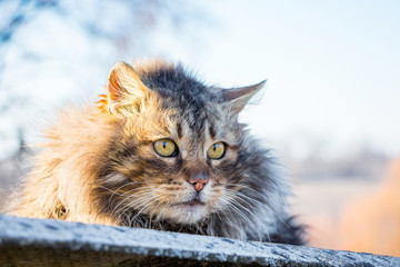 A large fluffy cat sits in the street against the sun_
