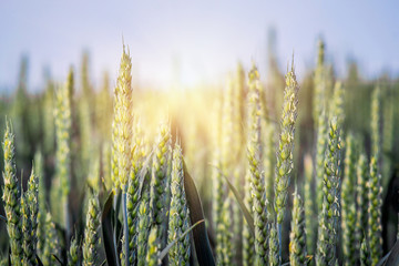 The sun rays illuminate the spikes of green wheat_