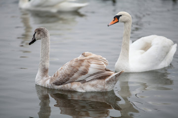  Beautiful white swans. Big birds in the wild.