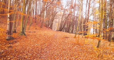 Fall forest with gold leaves on the ground. Seasonal autumn landspace. Walk in the woods.