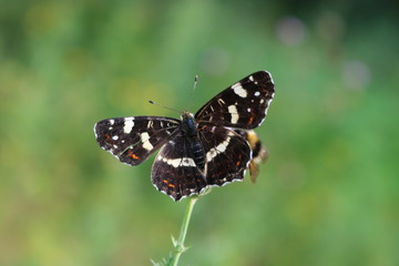 Landkärtchen Schmetterling