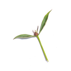 Small bud of peony on white background