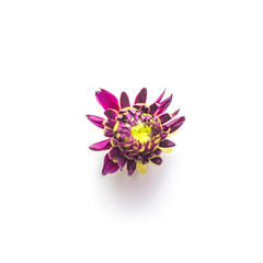 Dark small dahlias flower bud on white background