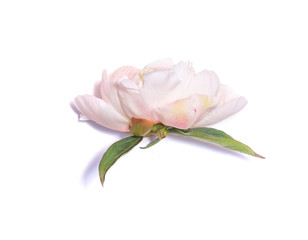Light peony flower on white background